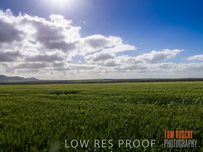 August 2017 / CROP_FIELDS_1333