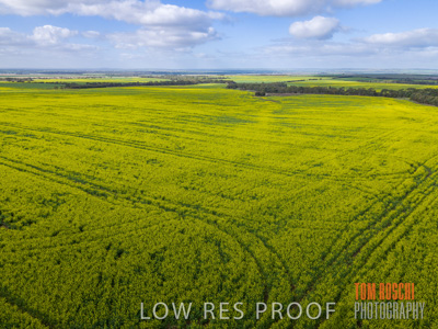 August 2017 / CROP_FIELDS_1334