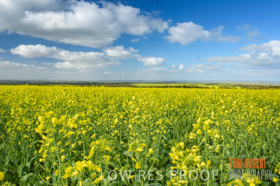 August 2017 / CROP_FIELDS_1337