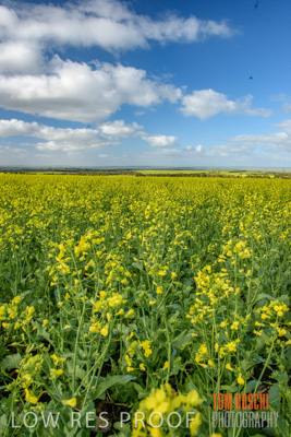 August 2017 / CROP_FIELDS_1338