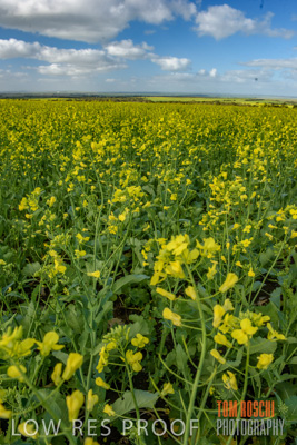 August 2017 / CROP_FIELDS_1339