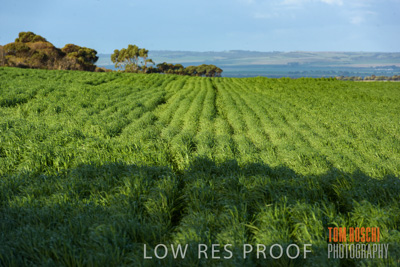 August 2017 / CROP_FIELDS_1359
