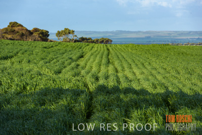 August 2017 / CROP_FIELDS_1360