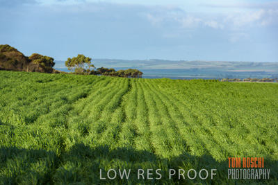August 2017 / CROP_FIELDS_1363