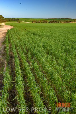 August 2017 / CROP_FIELDS_1369