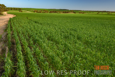 August 2017 / CROP_FIELDS_1370