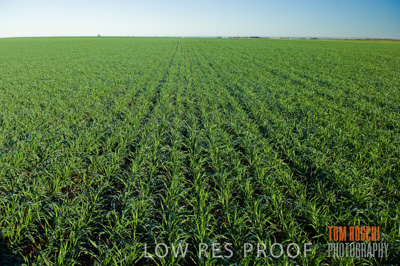 June 2007 / CROP_FIELDS_139