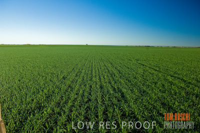June 2007 / CROP_FIELDS_140