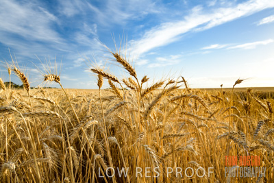 December 2017 / CROP_FIELDS_1408