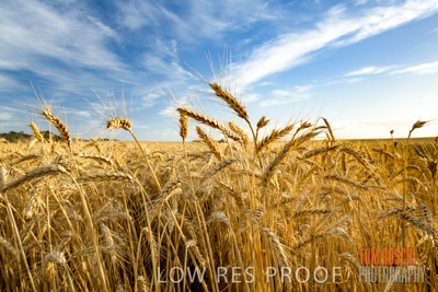 December 2017 / CROP_FIELDS_1409