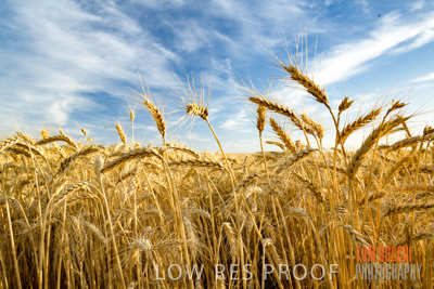 December 2017 / CROP_FIELDS_1412
