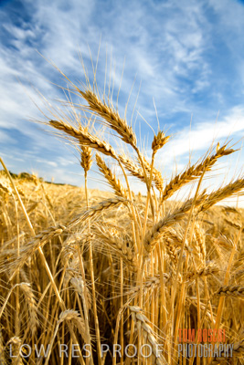 December 2017 / CROP_FIELDS_1414