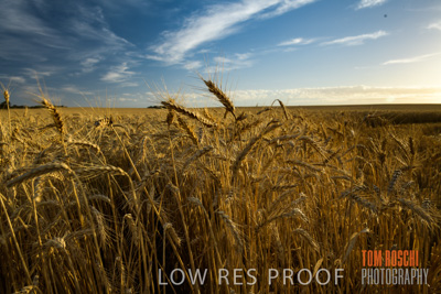December 2017 / CROP_FIELDS_1416