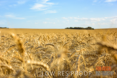 December 2017 / CROP_FIELDS_1417