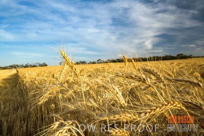 December 2017 / CROP_FIELDS_1420