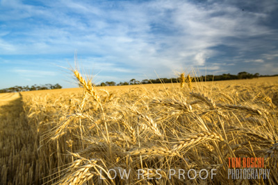 December 2017 / CROP_FIELDS_1421