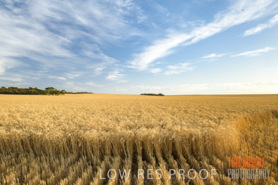 December 2017 / CROP_FIELDS_1423