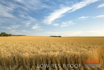 December 2017 / CROP_FIELDS_1425