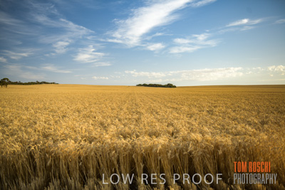 December 2017 / CROP_FIELDS_1426