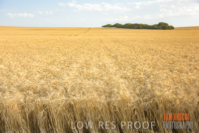 December 2017 / CROP_FIELDS_1428