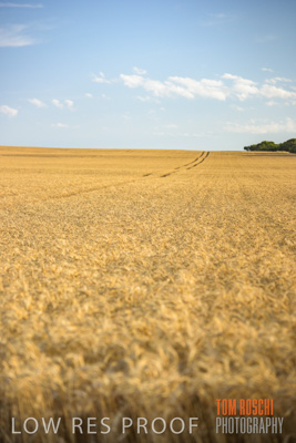 December 2017 / CROP_FIELDS_1429