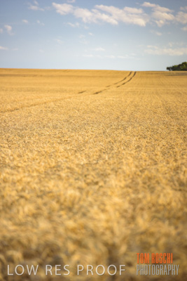 December 2017 / CROP_FIELDS_1431