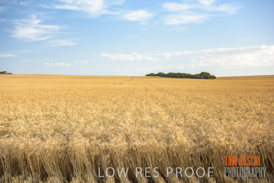 December 2017 / CROP_FIELDS_1435