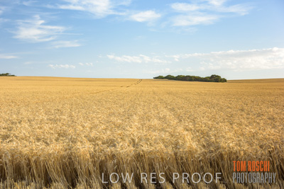 December 2017 / CROP_FIELDS_1436
