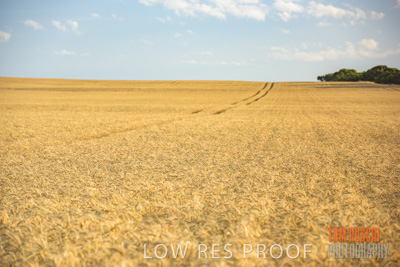 December 2017 / CROP_FIELDS_1438