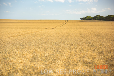 December 2017 / CROP_FIELDS_1439