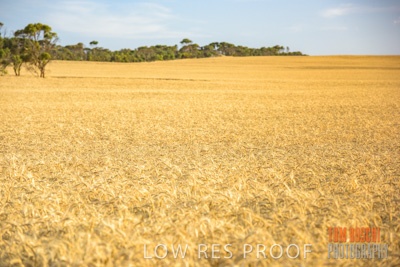 December 2017 / CROP_FIELDS_1441