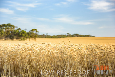 December 2017 / CROP_FIELDS_1442