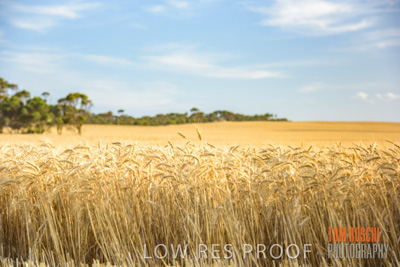 December 2017 / CROP_FIELDS_1443