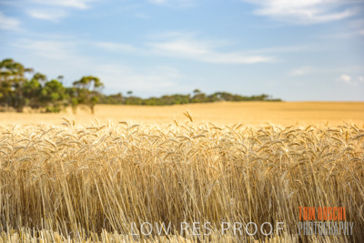 December 2017 / CROP_FIELDS_1445