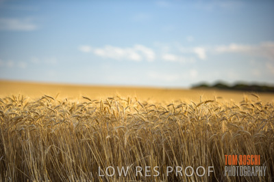 December 2017 / CROP_FIELDS_1446