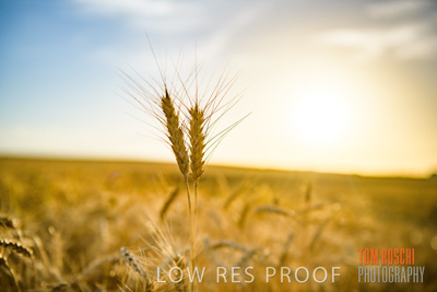 December 2017 / CROP_FIELDS_1476