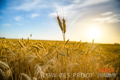 December 2017 / CROP_FIELDS_1477