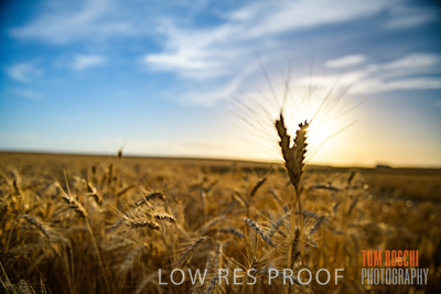 December 2017 / CROP_FIELDS_1478