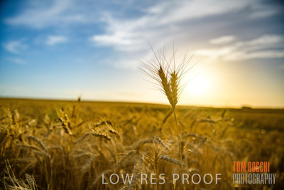 December 2017 / CROP_FIELDS_1479