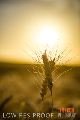 December 2017 / CROP_FIELDS_1481
