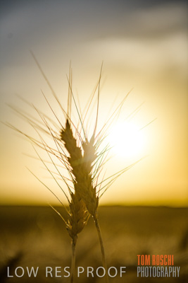 December 2017 / CROP_FIELDS_1482