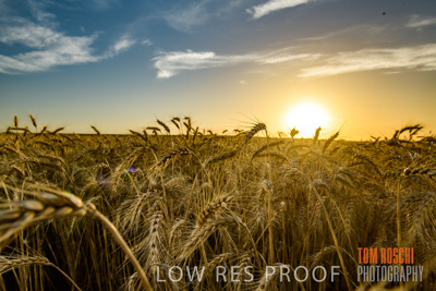 December 2017 / CROP_FIELDS_1497