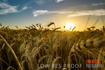 December 2017 / CROP_FIELDS_1498