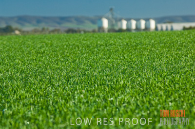 June 2007 / CROP_FIELDS_150