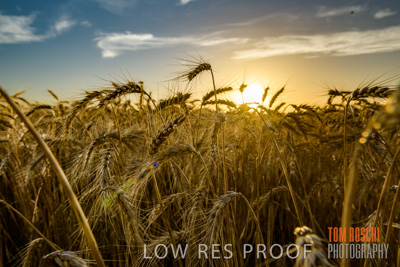 December 2017 / CROP_FIELDS_1501