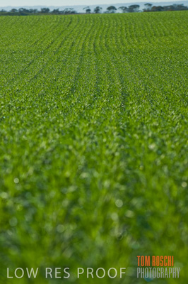 June 2007 / CROP_FIELDS_152