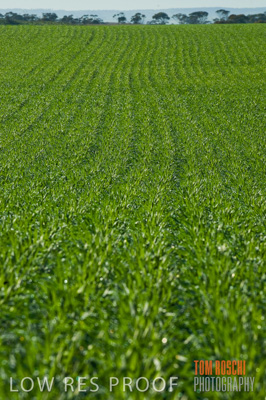 June 2007 / CROP_FIELDS_154