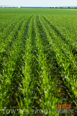 June 2007 / CROP_FIELDS_164