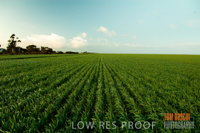 August 2007 / CROP_FIELDS_188