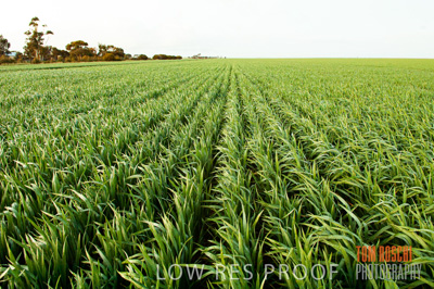 August 2007 / CROP_FIELDS_189